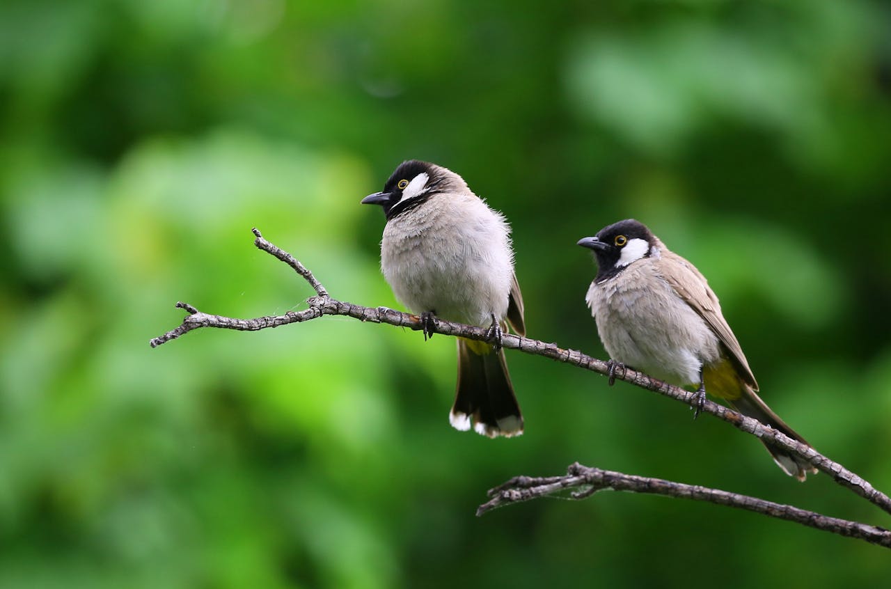 roof bird protection